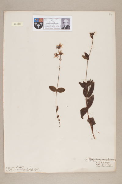 NHM_HH_10.15-2010 image NHM_HH_10.15-2010