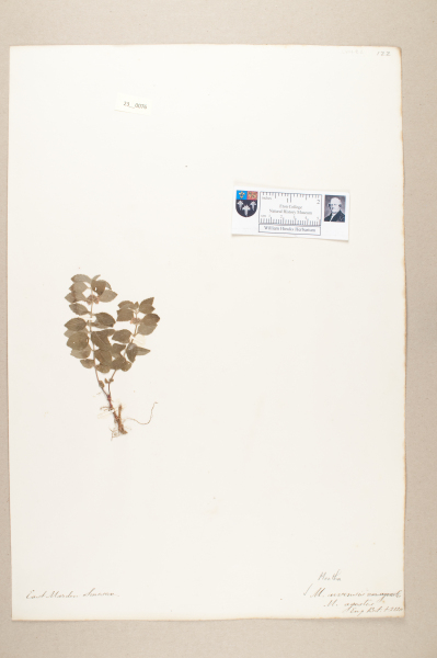 NHM_HH_23.76-2010 image NHM_HH_23.76-2010