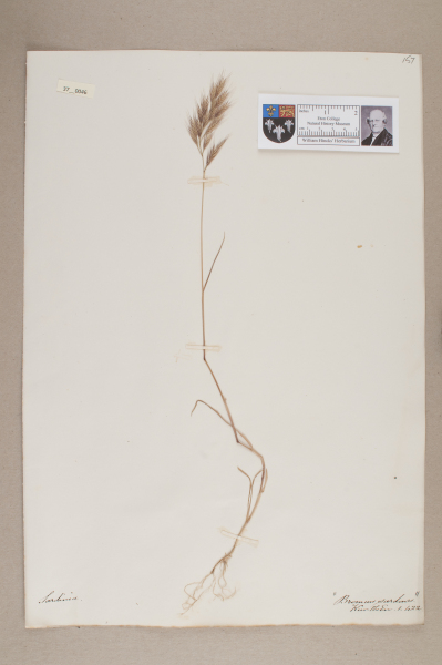 NHM_HH_37.46-2010 image NHM_HH_37.46-2010