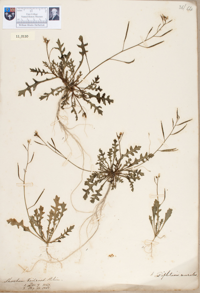 NHM_HH_11.110-2010 image NHM_HH_11.110-2010