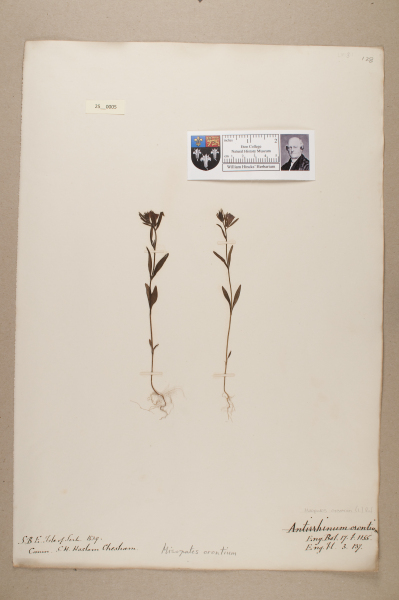 NHM_HH_25.5-2010 image NHM_HH_25.5-2010