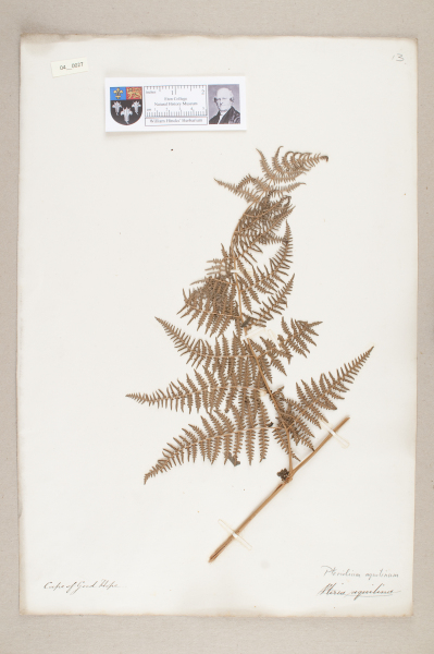 NHM_HH_4.27-2010 image NHM_HH_4.27-2010