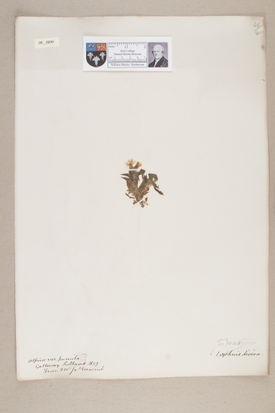 NHM_HH_9.90-2010 image NHM_HH_9.90-2010