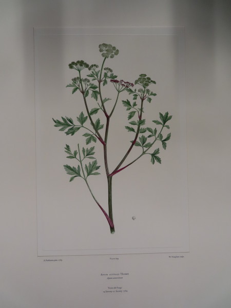 image FDA-E.2916_33_8-2016-A