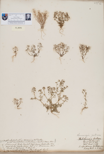 NHM_HH_11.79-2010 image NHM_HH_11.79-2010