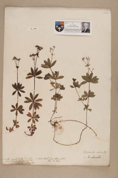 NHM_HH_26.42-2010 image NHM_HH_26.42-2010