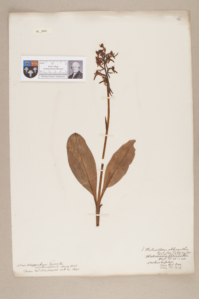 NHM_HH_40.31-2010 image NHM_HH_40.31-2010