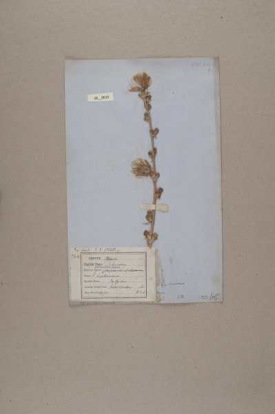 NHM_HH_28.15-2010 image NHM_HH_28.15-2010