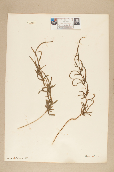 NHM_HH_41.158-2010 image NHM_HH_41.158-2010