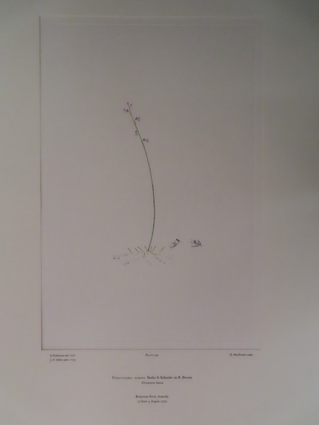 image FDA-E.2916_11_18-2016-A