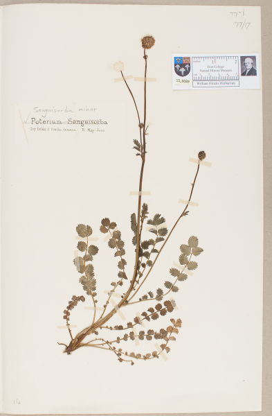 NHM_HH_13.89-2010 image NHM_HH_13.89-2010