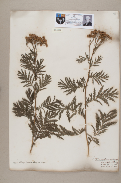 NHM_HH_29.24-2010 image NHM_HH_29.24-2010