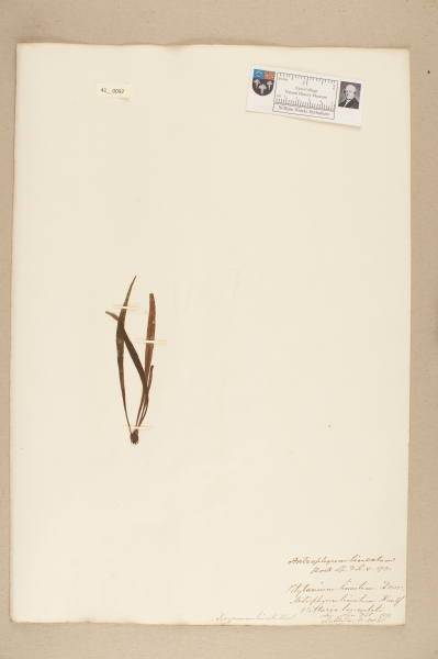 NHM_HH_41.92-2010 image NHM_HH_41.92-2010