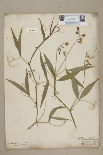 NHM_HH_15.67-2010 image NHM_HH_15.67-2010