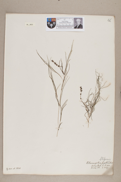 NHM_HH_30.21-2010 image NHM_HH_30.21-2010