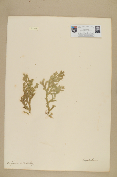 NHM_HH_42.34-2010 image NHM_HH_42.34-2010