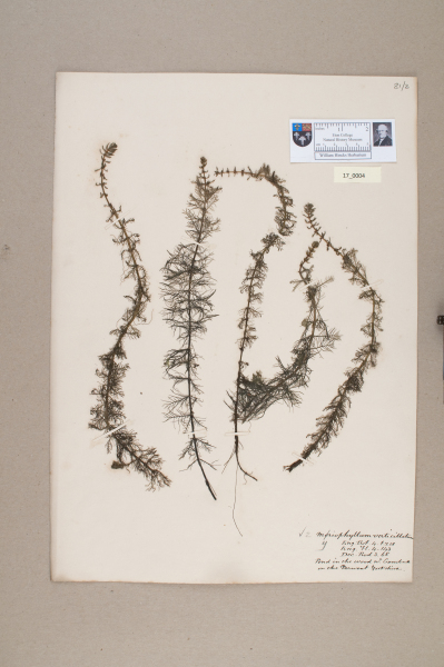 NHM_HH_17.4-2010 image NHM_HH_17.4-2010