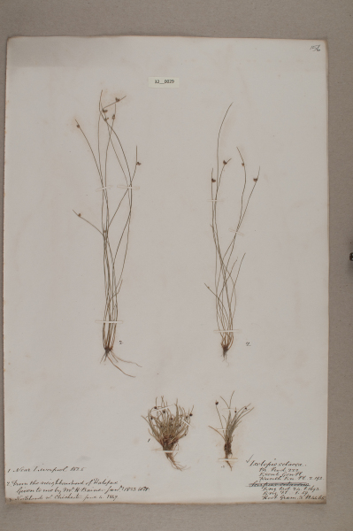 NHM_HH_32.29-2010 image NHM_HH_32.29-2010