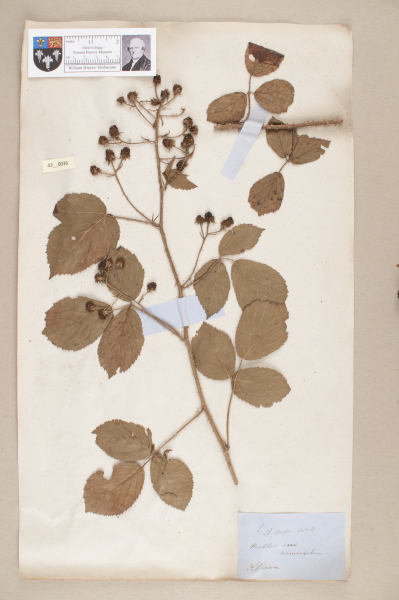 NHM_HH_43.36-2010 image NHM_HH_43.36-2010