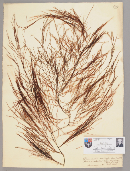 NHM_HH_1.118-2010 image NHM_HH_1.118-2010