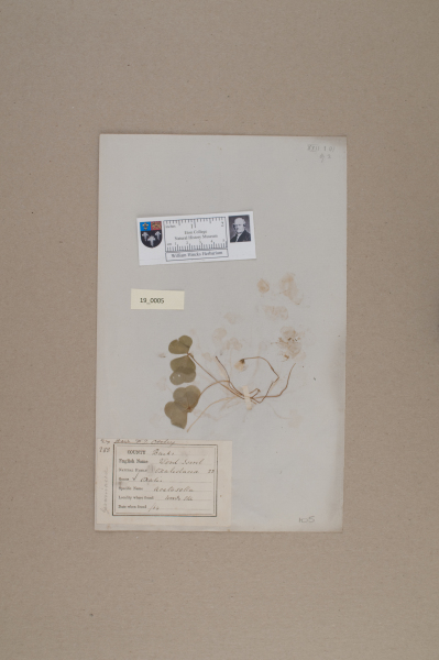 NHM_HH_19.5-2010 image NHM_HH_19.5-2010