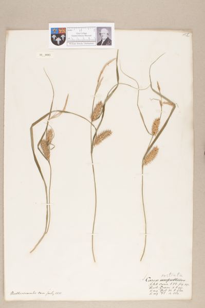 NHM_HH_33.81-2010 image NHM_HH_33.81-2010