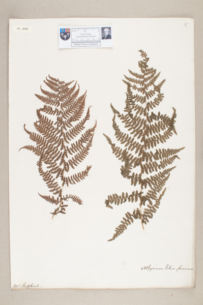 NHM_HH_5.3-2010 image NHM_HH_5.3-2010