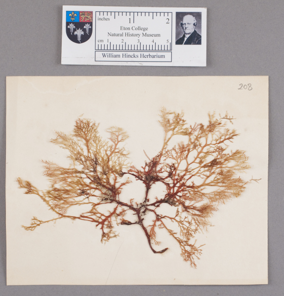 NHM_HH_1.208-2010 image NHM_HH_1.208-2010