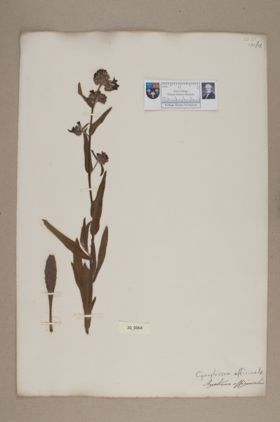 NHM_HH_20.64-2010 image NHM_HH_20.64-2010