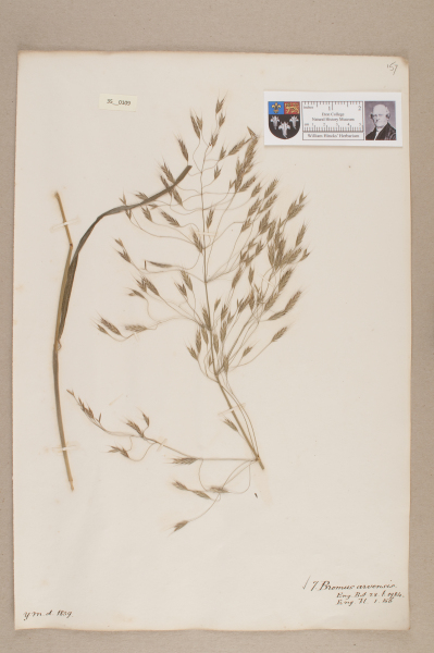 NHM_HH_35.109-2010 image NHM_HH_35.109-2010