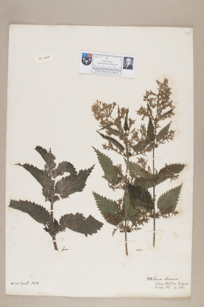 NHM_HH_7.127-2010 image NHM_HH_7.127-2010