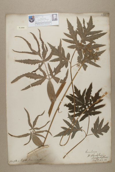 NHM_HH_22.39-2010 image NHM_HH_22.39-2010