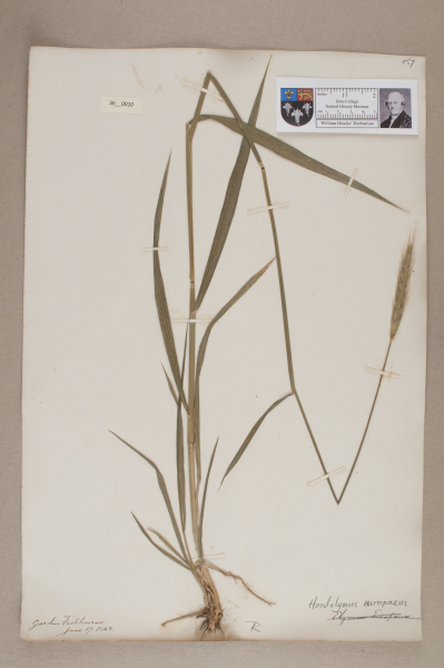 NHM_HH_36.10-2010 image NHM_HH_36.10-2010