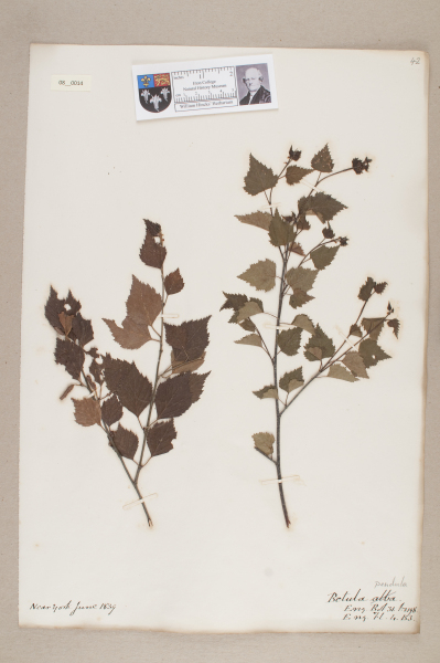 NHM_HH_8.14-2010 image NHM_HH_8.14-2010