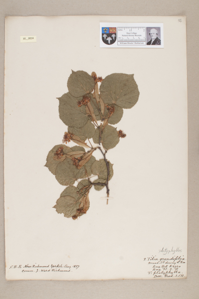 NHM_HH_10.24-2010 image NHM_HH_10.24-2010