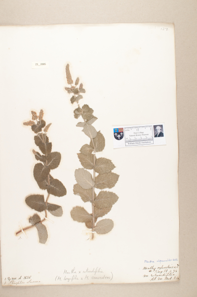 NHM_HH_23.85-2010 image NHM_HH_23.85-2010