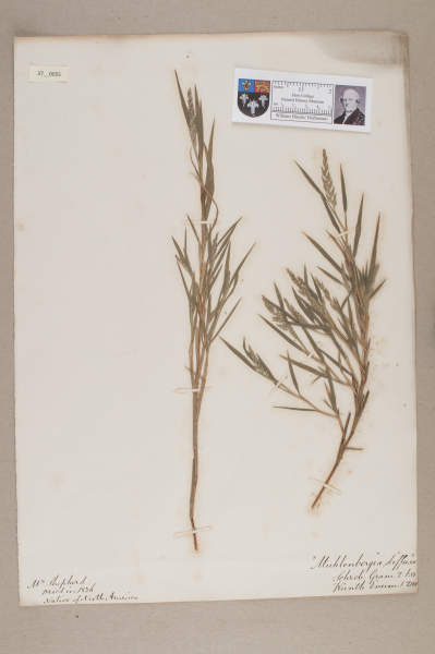 NHM_HH_37.55-2010 image NHM_HH_37.55-2010