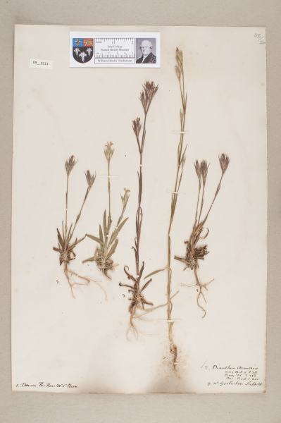 NHM_HH_9.113-2010 image NHM_HH_9.113-2010