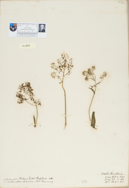 NHM_HH_11.12-2010 image NHM_HH_11.12-2010