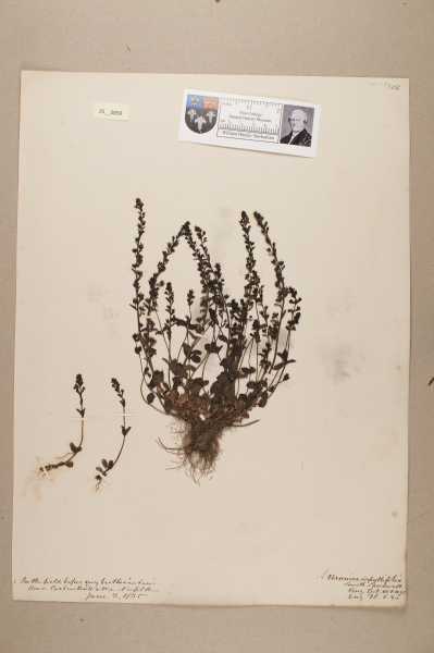 NHM_HH_25.59-2010 image NHM_HH_25.59-2010