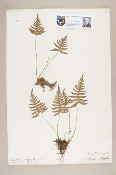 NHM_HH_4.36-2010 image NHM_HH_4.36-2010