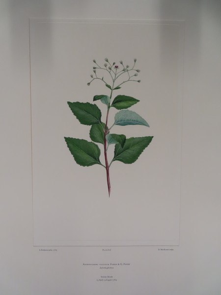 FDA-E.2916_29_13-2016-A image FDA-E.2916_29_13-2016-A