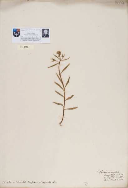 NHM_HH_11.88-2010 image NHM_HH_11.88-2010