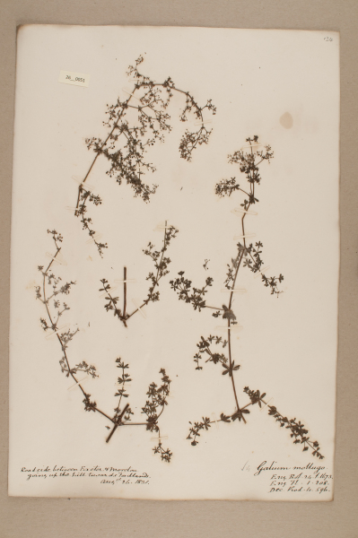 NHM_HH_26.51-2010 image NHM_HH_26.51-2010