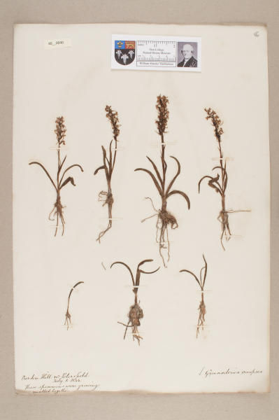 image NHM_HH_40.40-2010