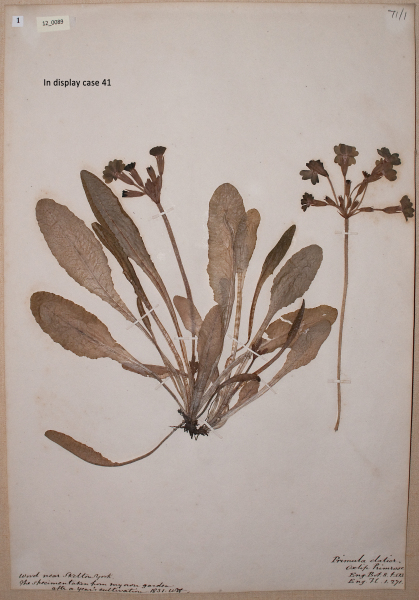 NHM_HH_12.89-2010 image NHM_HH_12.89-2010