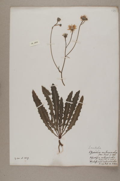 NHM_HH_28.24-2010 image NHM_HH_28.24-2010