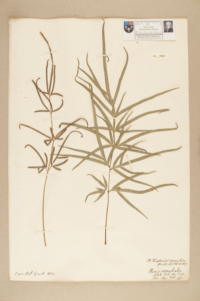 NHM_HH_41.167-2010 image NHM_HH_41.167-2010