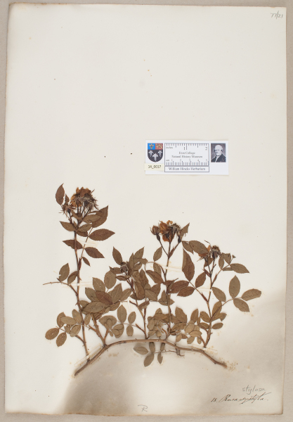 NHM_HH_14.17-2010 image NHM_HH_14.17-2010