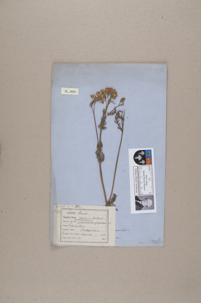 NHM_HH_29.33-2010 image NHM_HH_29.33-2010